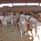Animales en una de las granjas de Castilla y León, con un censo significativo-E.M.