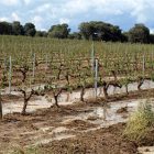 Cultivos de vid anegados tras las tormentas en la zona de San Esteban de Gormaz. / JAVIERSOLÉ-
