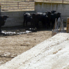 Vacas se la raza serrana.-Cedida