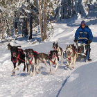 Un musher durante una competición sobre nieve. -