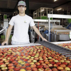 Rafael del Valle, responsable de almacén de Nufri, en la zona donde se clasifican las manzanas con visión artificial.-LUIS ÁNGEL TEJEDOR