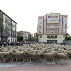 Paso de las ovejas por la capital soriana. /V.G.-