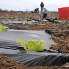 Finca de Fuentepinilla, con trabajadores en el fondo instalando el sistema de regadío, en una imagen tomada el lunes. / VALENTÍN GUISANDE-