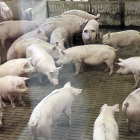 Granja de cerdos en la provincia. HDS