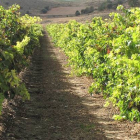 Panorámica de unos viñedos ubicados en la zona de Atauta. / JAVIER NICOLÁS-