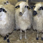 Rebaño de ovejas en una imagen de archivo. HDS