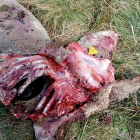 Un cadáver de animal tras el ataque de un lobo. HDS