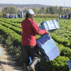 El sector de agricultura es el que experimentó una mayor caída. / V.G.-