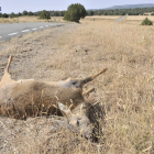 Un corzo tras un accidente de tráfico en carreteras de Soria. HDS