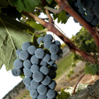 Detalle de una viña en la zona de San Esteban de Gormaz. MARIO TEJEDOR