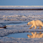 Un oso polar, en el ártico.-SUBHANKAR BANERJEE