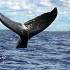 La CBI fue creada hace siete décadas para garantizar la preservación de esos cetáceos y evitar su caza indiscriminada en los océanos.-