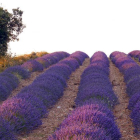 Cultivo de lavanda en San Felices.-Cedida