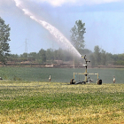 Tres cigüeñas se refrescan bajo un surtidor de riego en un campo de alfalfa de la localidad palentina de Amusco. / BRÁGIMO