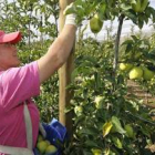 Nufri doblará la producción hasta las 10.000 toneladas de manzanas