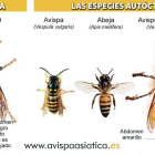 Imagen cogida de la web avispaasiatica.es-