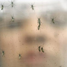 Mosquitos transmisores del virus zika, en el laboratorio de una institución biomédica universitaria de Sao Paulo, en Brasil.-AP / ANDRÉ PENNER