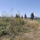 La maleza cubre parte del recorrido del yacimiento de Numancia buena parte del año.-DIEGO MAYOR