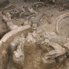 Restos fosilizados en el yacimiento de Ambrona-V.G.