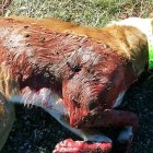 El perro, un podenco, abatido en Vadillo.-DIARIO DE SORIA