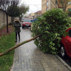 Un árbol caído interrumpe el paso de un peatón-Ical