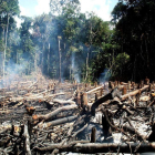 La pérdida de bosque nativo corresponde a la superficie de Ecuador.-