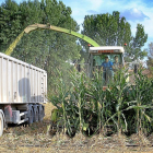 Dos operarios cosechan maíz en un cultivo de la localidad palentina de Monzón de Campos.-- Brágimo