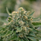 Cannabis cultivado en las instalaciones de Ondara. HDS