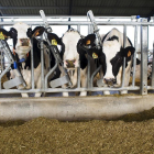 Vacas recién ordeñadas en la localidad abulense de Langa, en la comarca de La Moraña.-- E. M.