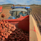 Un agricultor recoge patatas en su explotación de la localidad palentina de Valoria de Aguilar. --BRÁGIMO
