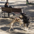 Dos perros sueltos juegan en un parque.-/ JOSEP GARCÍA
