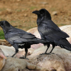 Cuervo, un animal inteligente-V. GUISANDE