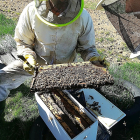 Un apicultor manipula un panal de miel ecológica de Urzapa, que cuenta con colmenas en León y Burgos. / EL MUNDO