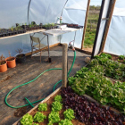 Cultivo de hortalizas en un invernadero, la única opción viable de producir en Burgos en esta época del año.-ECB