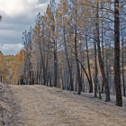 Efectos de un incendio forestal en Soria. HDS