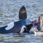 La falsa orca es remontada por un barco pesquero tras quedarse boca arriba, cerca del puerto de Astoria.-Foto: AP