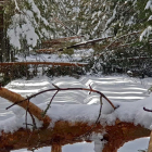 Pinos caídos por la nieve en Castroviejo- Agustín Sandoval