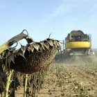 Recolección de girasol en una de las comarcas agrarias de Soria.-A. Martínez