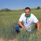 Manuel Calvo, de la Unidad de Agronomía de Itagra, en los campos de ensayo de la localidad palentina de Magaz de Pisuerga-Brágimo