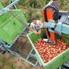 Plantaciones de manzanos en La Rasa-V.G.