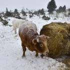 Un ganadero de bovino de Barriomartín dando de pastar a sus reses ayer por la mañana / VALENTÍN GUISANDE -