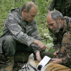 Uno de los tigres liberados por Putin.-Foto: AP