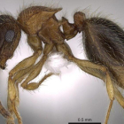 Mo Salah, la hormiga descubierta en la península arábiga.-EFE