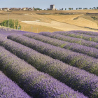 Campo de lavanda en Tiedra, con el municipio de fondo. --R.G: A. DEL DUERO Y P. DE AROMÁTICAS