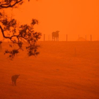 Los daños por incendios en Australia superan los 430 millones de euros.-SAEED KHAN / AFP
