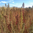 Campo de ensayo de quinoa del Instituto Tecnológico Agrario, Itacyl, en Arcos de la Polvorosa, en la provincia de Zamora.-ITACYL