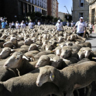 Las ovejas cruzando Soria-V. Guisande