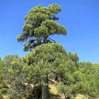 Imagen del impresionante ejemplar de pino que compite este año por se el Árbol Europeo del Año.-L. P.