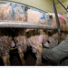 La prevención de riesgos laborales también es un factor importante en los trabajos de agricultura y ganadería.-V. G.