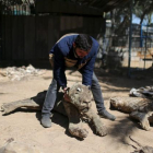 Mohammad Oweida, dueño del zoo, muestra los animales que murieron durante la guerra del 2014 en el zoo de Jan Yunis de Gaza.-IBRAHEEM ABU MUSTAFA / REUTERS